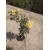 Róża wielkokwiatowa ARTHUR BEL  z doniczki art 510D